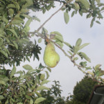 Small Pear Tree
