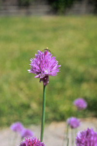 Chive Spider